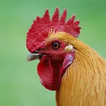 Ferienbauernhof Liesenberg Jagdreihenhaus Wildente Hébergement de vacances Fehmarn