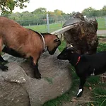 Ferienbauernhof Liesenberg Jagdreihenhaus Wildente *