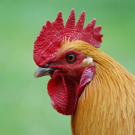 Ferienbauernhof Liesenberg Jagdreihenhaus Wildente بيت للعطل فيهمارن