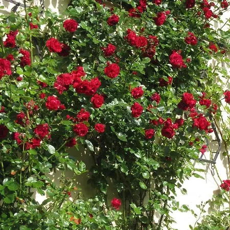 Ferienbauernhof Liesenberg Jagdreihenhaus Wildente